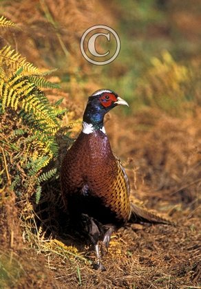 Cock Pheasant DM0506